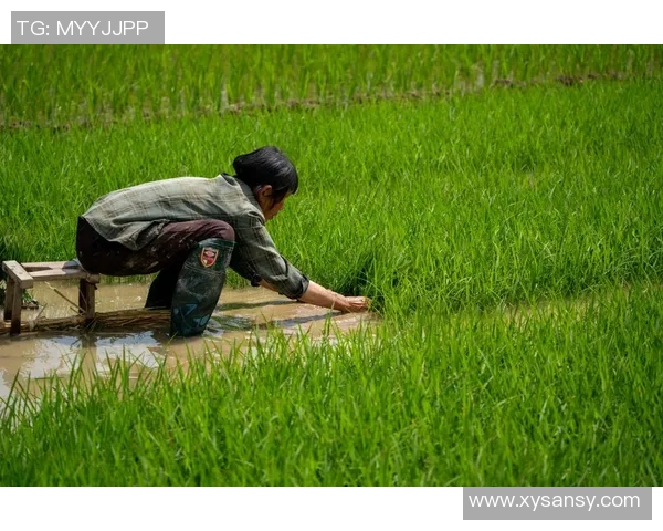大米种植技术创新与可持续发展路径探索：提升产量与环境保护的双重挑战